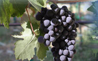 Napa Valley Grapes